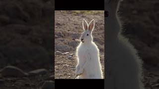 Wolf vs rabbit race rabbit wolf fox cheetah leopard tiger wild wildlife facts explainer [upl. by Natalee516]