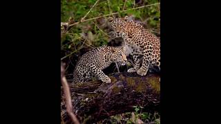 LEOPARDOS INDIANOS Panthera pardus fusca [upl. by Powder]