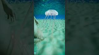 How A Jellyfish Actually Stings You 😱  Melon Playground [upl. by Nagle328]