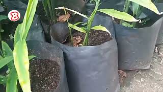 ඉගුරු වගාව iguru wagawa ginger plants badungatha wagawa money සල්ලි danuma garden village [upl. by Aiekam961]