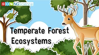 Temperate Forest Ecosystems [upl. by Irmo]