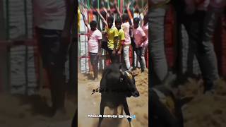 தரமான காளை ♥️🔥👑jallikattu subscribe jallikattutraining viwes jallikattulover trending [upl. by Meghann]