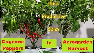 Cayenne Peppers in Aerogarden Harvest  Indoor Hydroponics Gardening [upl. by Marcella]