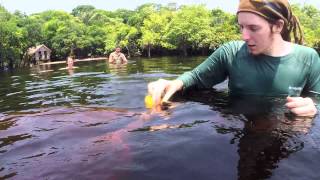 Mit Delfinen im Amazonas schwimmen  unge [upl. by Sheelagh]