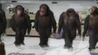 Monkey Dancing Dabkeh Funny [upl. by Pandolfi]