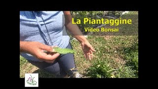 la piantaggine proprietà ed utilizzo [upl. by Ama]