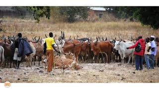 Wafugaji Wanne wajeruhiwa kwa Silaha ya Moto Pwani [upl. by Omari]