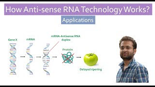 What is Antisense Technology How Antisense RNA work Application [upl. by Prowel]