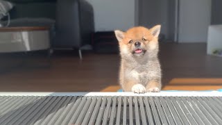 Shiba Inu from Puppy to Adult 8 weeks to 1 year [upl. by Jahdol]