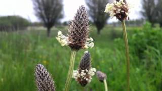 Ribwort Plantain Plantago Lanceolata  20120518 [upl. by Pamelina]