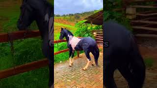 Edit Cavalo Mangalarga Marchador vaiprofycaramba cavalos foryou [upl. by Chrissie565]