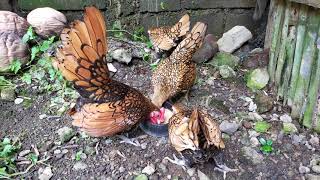 Golden Sebright Bantam Breeding Time  Fancy Chicken [upl. by Samella248]