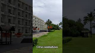 Citrus waskaduwa hotel resort srilanka travel travelvlog holydays [upl. by Onafets]