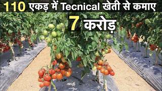 Profitable tomato Farming in india [upl. by Bruni225]