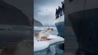 Male seal asked the sailor to help rescue the female seal and her cups who were injured in the net [upl. by Philo152]