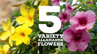 5 Variety Allamanda flowers  Allamanda Plant Types [upl. by Bates]