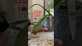 Phalaenopsis Orchid Bacterial Leaf Rot Cure🤞shorts phalaenopsis bacterialdisease orchids [upl. by Notsuj]