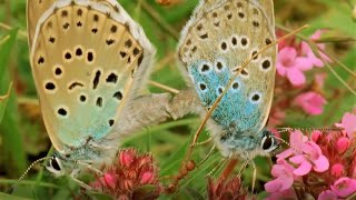 Beautiful Butterfly Moments  BBC Earth [upl. by Rask]