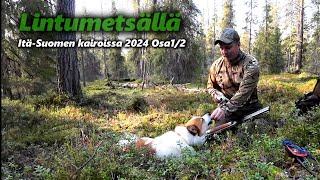 Metsäkanalinnustusta itäSuomen kairoissa osa12  Pohjanpystykorva Suomenpystykorva [upl. by Laird]