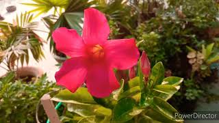 Best care tips mandevilla flower Vine how to grow and care mandevilla flower [upl. by Sorodoeht376]