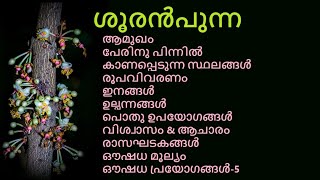 ശൂരൻപുന്ന  ശിവലിംഗപ്പൂ  Surangi  Mammea suriga  Calophyllum suriga  Ochrocarpus longifolius [upl. by Aicilyhp416]