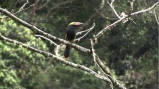 Displaying Goldencollared ToucanetSelenidera reinwardtii [upl. by Ollecram827]