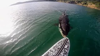 TOP TEN Killer Whale Orca Encounters Caught On Tape [upl. by Hart919]