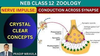 NERVE IMPULSE CONDUCTION AT SYNAPSE [upl. by Cope463]