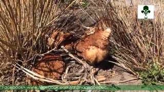 BAIN DE SABLE OU DE POUSSIÈRE DES POULES LIBRES AU JARDIN [upl. by Thora]