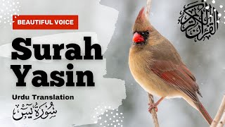 Most Beautiful Recitation of Surah Yasin Yaseen سورة يس  Heart Touching Quran Tarjuma ka sat [upl. by Olethea]