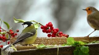 Rangeen Chidya Beautiful Birds Part1 خوبصورت پرندے Sparrow eating sparrownaturebirdsflute [upl. by Lananna]