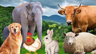 Farm Animal Sounds  Cow Sheep Cat Dog Chicken  Animal Moments [upl. by Mayne779]