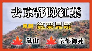 去京都睇紅葉 見到紅葉見頃 嵐山、京都御苑紅葉有幾靚 仲有奇怪雪糕食 [upl. by Coraline]