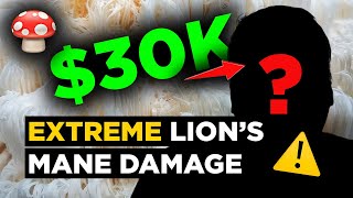 He Spent 30000 Treating LIONS MANE Damage SUFFERING for 16 MONTHS lionsmanesideeffects [upl. by Nauqal]