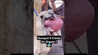 Pourquoi Les Chameaux Crachent Leurs Organes  😨 shorts [upl. by Einnij248]