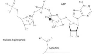 CHEM 407 Glycolysis  3  Phosphofructokinase Mechanism [upl. by Liatrice]