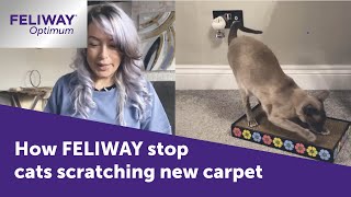 How FELIWAY Optimum stop cats scratching new carpet [upl. by Egroej]