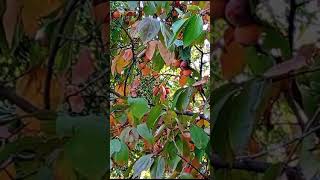 59😲Diospyros kaki 🏵️ playlist grădini înflorite 307 video [upl. by Latt500]