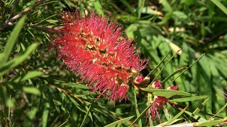 Sowing Winter Hardy Callistemon [upl. by Kcirdez]