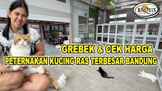 Grebek amp Cek Harga Di Peternakan Kucing Ras Terbesar Bandung  Biquin Cat [upl. by Eleynad950]