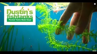 How to grow anacharis elodea Elodea Species Sundays [upl. by Aiht628]