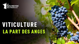 Viticulture La part des anges  Documentaire Gastronomie et Art de vivre  MG [upl. by Hartmunn]