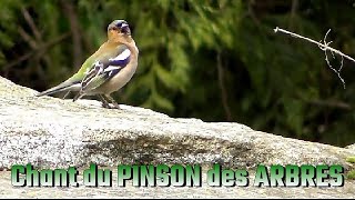 Chant du PINSON des ARBRES [upl. by Ferdinande910]