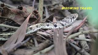 Buff Striped Keelback [upl. by Elokkin]