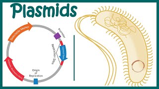 Plasmids  Cloning vectors Plasmids  Why do we use plasmids in RDT  features of a plasmid [upl. by Eceerehs819]