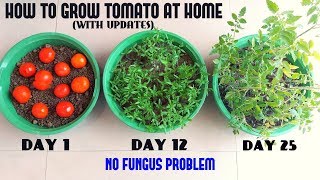 How to Grow Tomato at Home Easiest Method Ever With Updates [upl. by Eelyab]