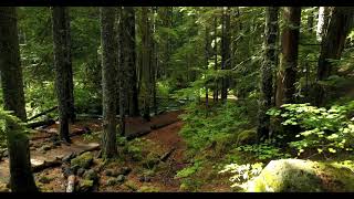 Forest  Royalty Free 4K Stock Video Footage [upl. by Yvel]