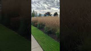 Calamagrostis amp Starbucks a perfect morning grasses landscaper garden gardenplants starbucks [upl. by Varney716]