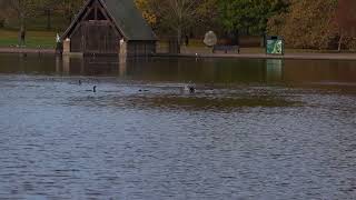 Cormorants fishing on the Serpentine [upl. by Eceinert459]