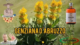 La Genziana dAbruzzo Il liquore identitario abruzzese con una importante quotlimitazionequot ‼️ [upl. by Mure434]